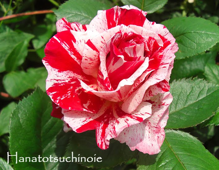 10年バラシーズン開花レポート第7号センチメンタルの開花 赤の花弁に白の絞りが美しい 絞りバラの中で最も美しい品種と思われ Hana Kohgee 小さなお庭