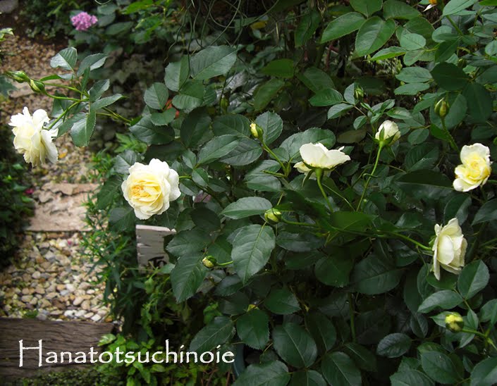 10年夏のバラ マリーアントワネットが高貴で清潔感漂う姿で咲いて Hana Kohgee 小さなお庭