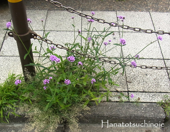 道端に咲く花 バーベナ ボナリエンシス 三尺バーベナ Kohgee 小さなお庭